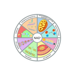 Everyday Health Nicotinamide Mononucleotide NMN 60 Capsules