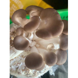 Fresh Mushroom NZ Grown 1.5kg