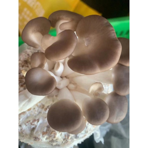 Fresh Mushroom NZ Grown 1.5kg