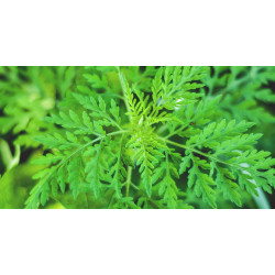 NZLF Artemisinin 100mg 60 Capsules