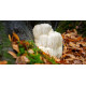 Pro Life Lion's Mane Mushroom 60 Capsules
